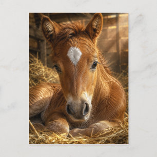Golden Slumber gentle Foal Postcard