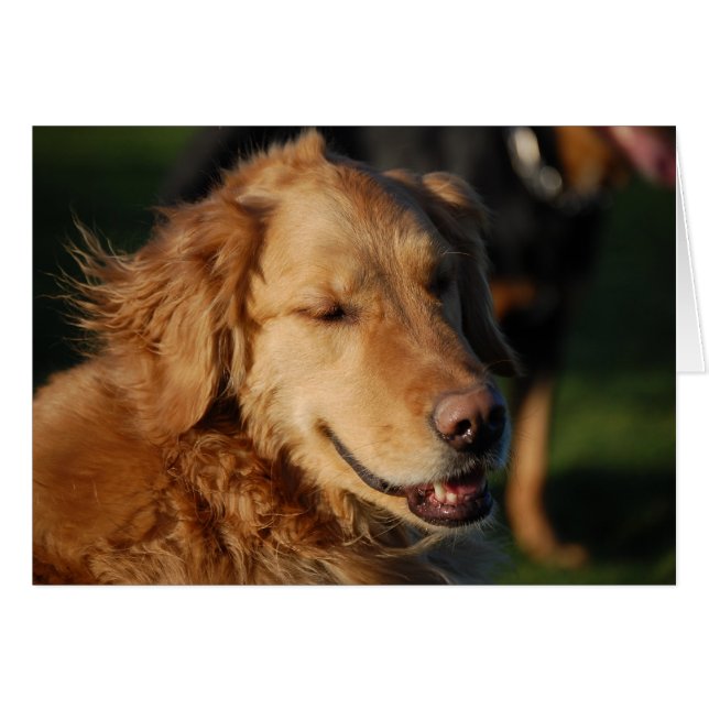 Golden Smile (Front Horizontal)