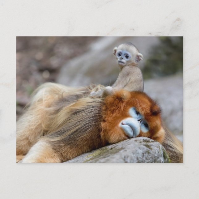 Golden Snub-nosed Monkey Dad with Baby Postcard (Front)