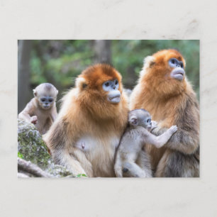 Golden Snub-nosed Monkey Family Postcard