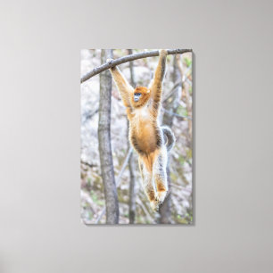 Golden Snub-nosed Monkey Swinging on Branch Canvas Print