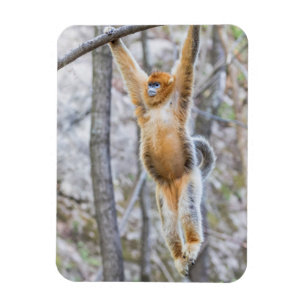 Golden Snub-nosed Monkey Swinging on Branch Magnet