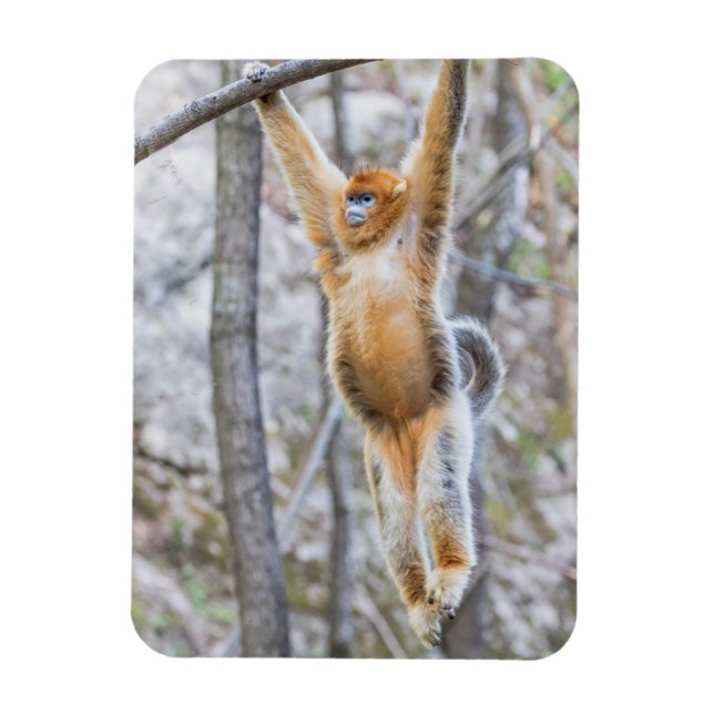 Golden Snub-nosed Monkey Swinging on Branch Magnet (Vertical)