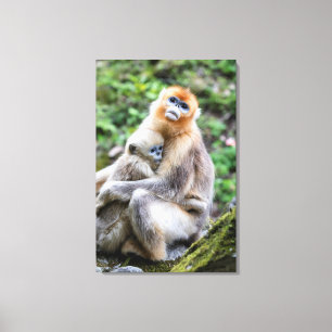 Golden Snub-Nosed Monkey with Baby Canvas Print