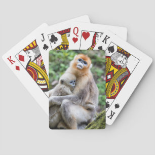 Golden Snub-Nosed Monkey with Baby Playing Cards