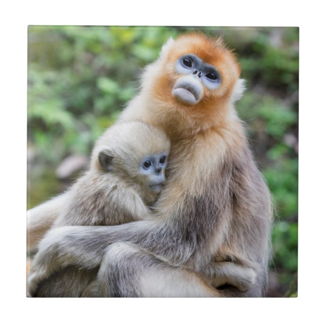 Golden Snub-Nosed Monkey with Baby Tile (Front)