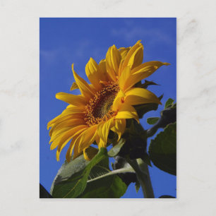 Golden Sunflower Postcard