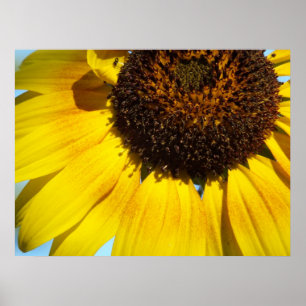 Golden Sunflower Poster Print