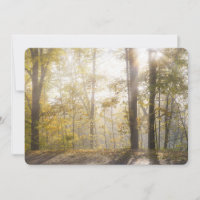 Golden sunlight through autumn trees