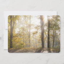 Golden sunlight through autumn trees