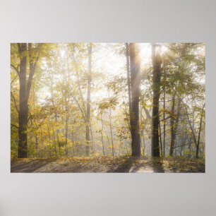 Golden sunlight through autumn trees poster