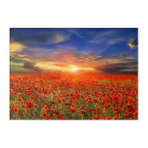 Golden Sunset Against Blue Sky Red Poppy