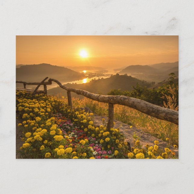 Golden Sunset Over Blooming Hills  Postcard (Front)