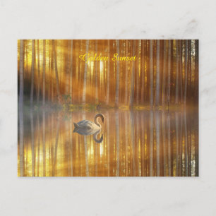 Golden Sunset Postcard