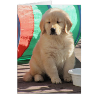 Golden Thinkin'