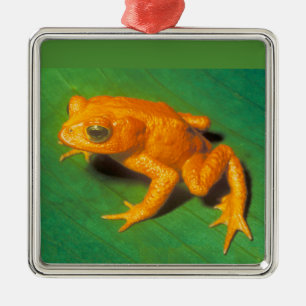 Golden Toad Ornament