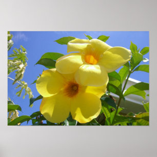 Golden Trumpet Flowers I Poster