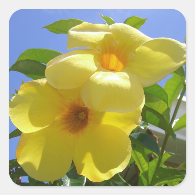 Golden Trumpet Flowers I Square Sticker (Front)