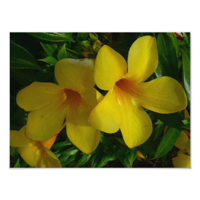 Golden Trumpet Flowers II Tropical Photo Print (Front)