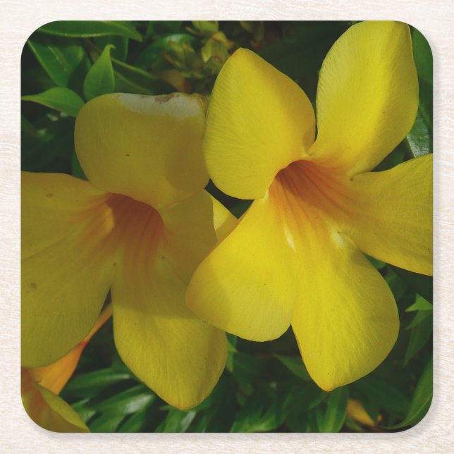 Golden Trumpet Flowers II Tropical Square Paper Coaster (Front)