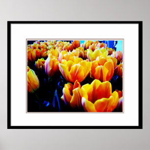 Golden tulip poster