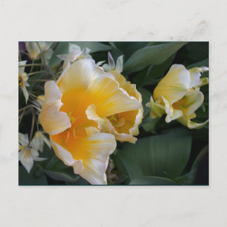 Golden Tulips Postcard