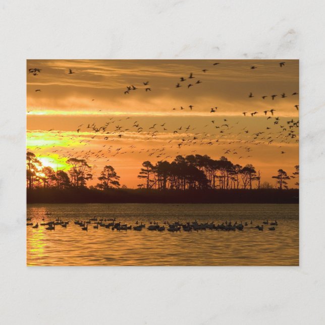 Golden Twilight Serenity - Chincoteague  Postcard (Front)