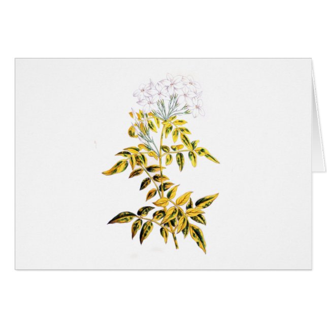 Golden Variegated Jasmine (Front Horizontal)