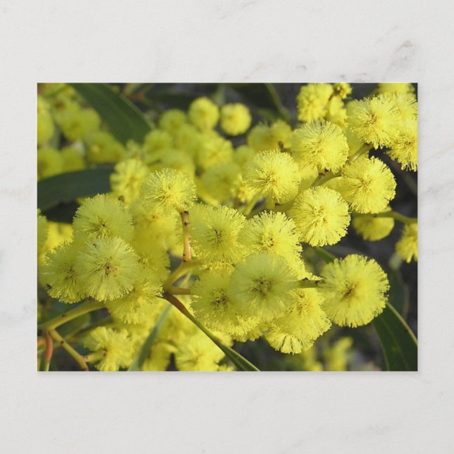 Golden Wattle Postcard (Front)