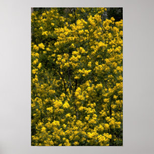 Golden wattle poster