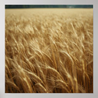 Golden Wheat Fields