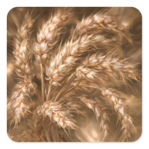 Golden Wheat