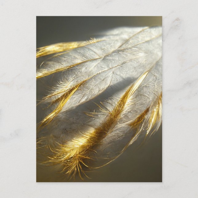 Golden white feathers postcard (Front)