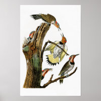 Golden-winged Woodpecker Audubon Birds of America