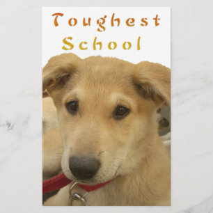 Golden Wisdom: A Dog's-Eye View of Life's School