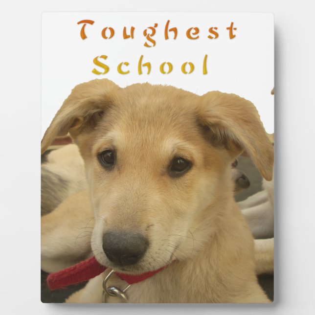 Golden Wisdom: A Dog's-Eye View of Life's School Plaque (Front)