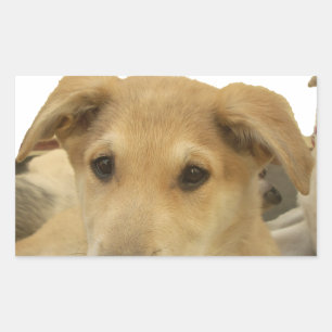 Golden Wisdom: A Dog's-Eye View of Life's School Rectangular Sticker