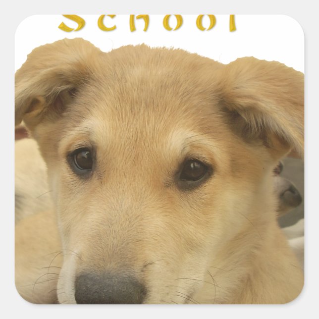 Golden Wisdom: A Dog's-Eye View of Life's School Square Sticker (Front)