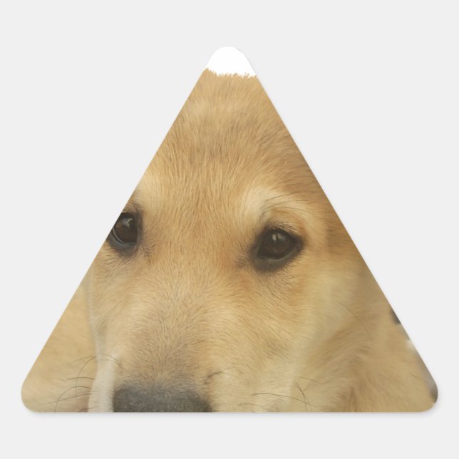 Golden Wisdom: A Dog's-Eye View of Life's School Triangle Sticker (Front)