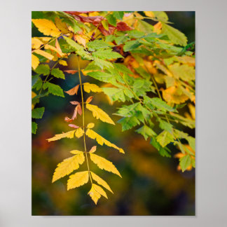 Golden Yellow and Green Autumn Leaves on a Branch Poster