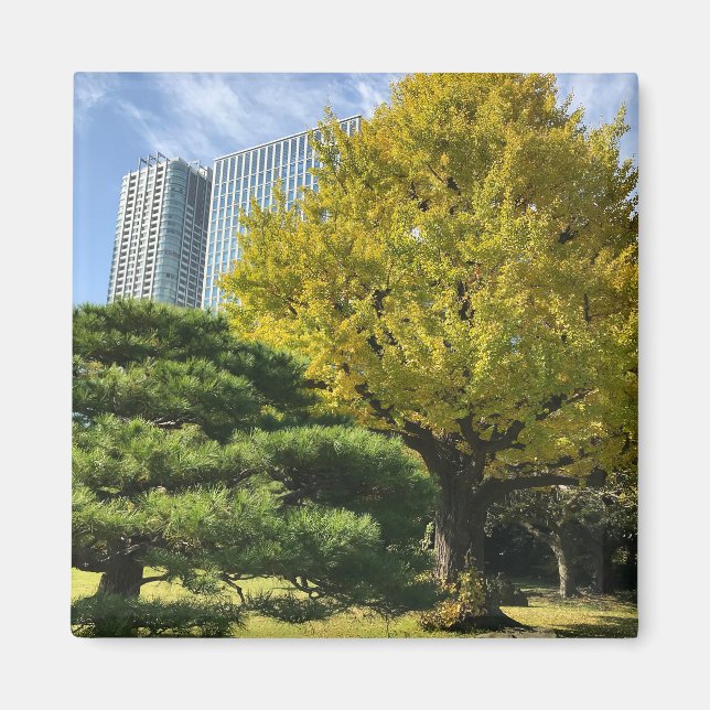 Golden Yellow Ginkgo and Pine Tree Magnet (Front)