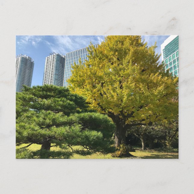 Golden Yellow Ginkgo and Pine Tree Postcard (Front)