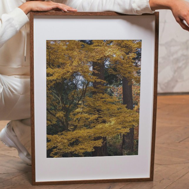 Golden Yellow Japanese Maple Leaves Botanical Photo Print (In Situ (Framed))