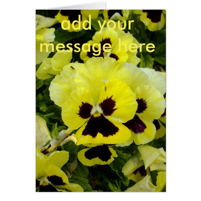 Golden Yellow Pansies, (Front)