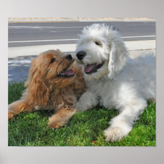 Goldendoodle and labradoodle friends poster