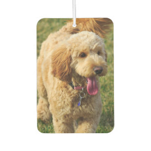 Goldendoodle Car Air Freshener