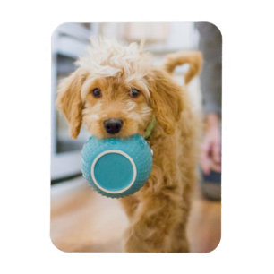 Goldendoodle Carrying Dinner Bowl Magnet