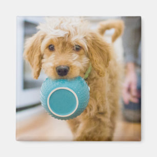 Goldendoodle Carrying Dinner Bowl Magnet