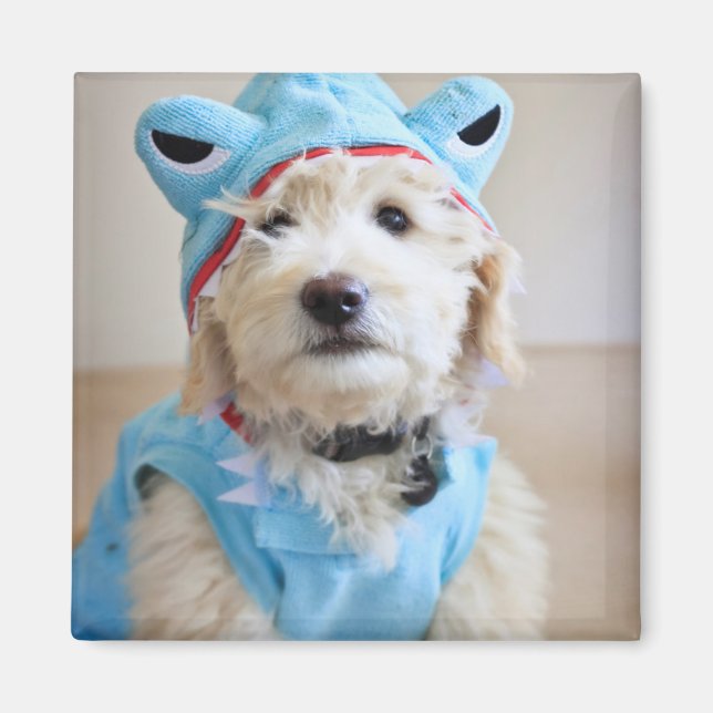 Goldendoodle In Shark Costume Magnet (Front)