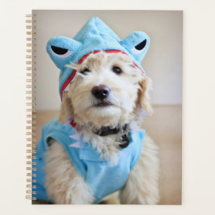 Goldendoodle In Shark Costume Planner